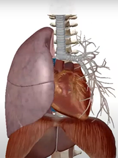 Visible Body picture of the lungs