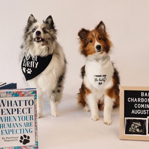 Ariel Lipson Charbonneau '14's dogs